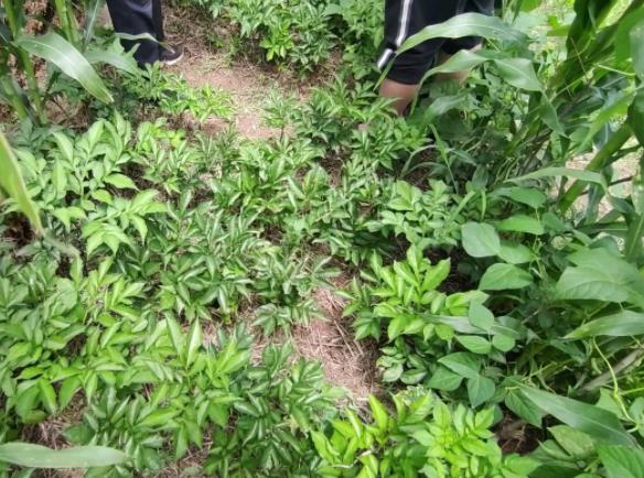 龍潤豐（中文）